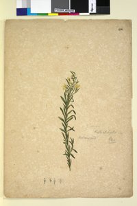 Seite 272. Goodenia heterophylla von John William Lewin