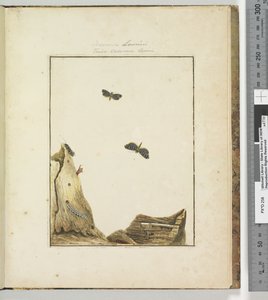 Seite 27. Platte 7 Cossuna Lewinii Tinea Cossuna Lewin von John William Lewin