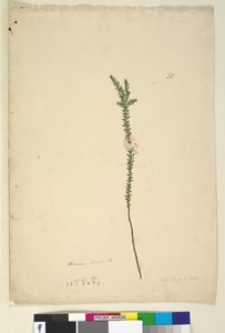 Seite 28. Epacris sparsa