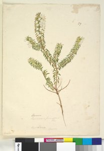 Seite 29. Lysinema von John William Lewin