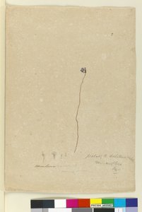 Seite 2. Utricularia dichotoma, ca. 1803-06 von John William Lewin