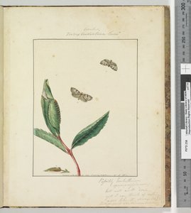 Seite 31. Platte 8 Ara.. Tortrix Australana Lewin von John William Lewin