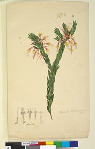 Seite 33. Styphelia triflora