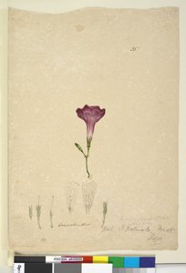 Seite 35. Ipomoea palmata von John William Lewin