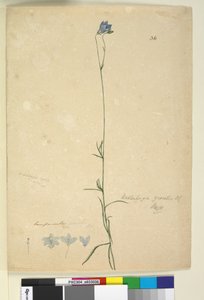 Seite 36. Wahlenbergia gracilis von John William Lewin