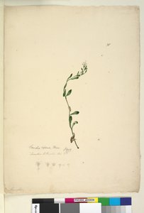 Seite 38. Samolus repens von John William Lewin