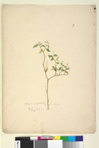 Seite 39. Solanum nigrum von John William Lewin