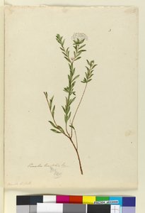 Seite 3. Pimelea linifolia, ca. 1803-06