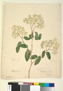 Seite 41. Pomaderris lanigera von John William Lewin