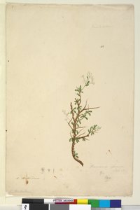 Seite 42. Bursaria spinosa von John William Lewin