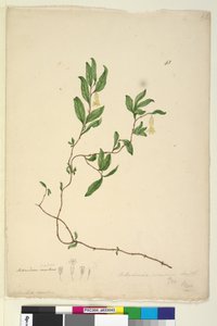 Seite 43. Billardiera scandens