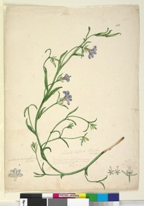 Seite 44. Goodenia ramosissima von John William Lewin