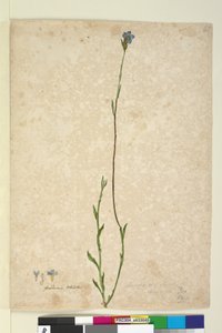 Seite 45. Dampiera stricta von John William Lewin