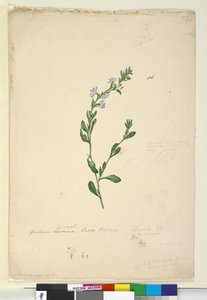 Seite 46. Goodenia laevigata von John William Lewin