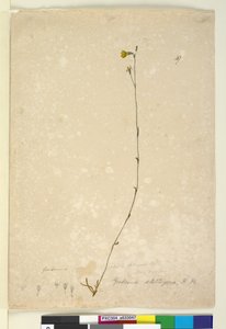 Seite 47. Goodenia stelligera, ca. 1803-06 von John William Lewin
