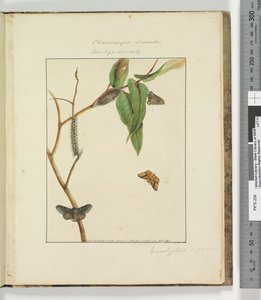 Seite 47. Platte 12 Clisiocampa Lewinae Bombyx Lewinae von John William Lewin