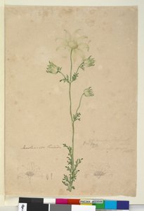 Seite 48. Actinotus helianthi