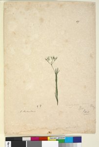 Seite 49. Trachymene linearis von John William Lewin