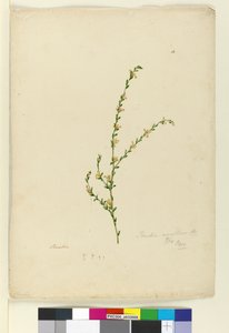 Seite 4. Pimelea curviflora, ca. 1803-06 von John William Lewin
