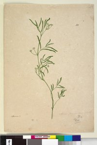 Seite 50. Apium von John William Lewin