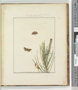 Seite 51. Tafel 13 Bombyx Exposita Lewin, 1803-04 von John William Lewin
