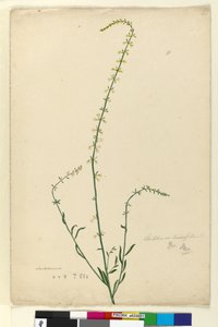 Seite 51. Stackhousia von John William Lewin