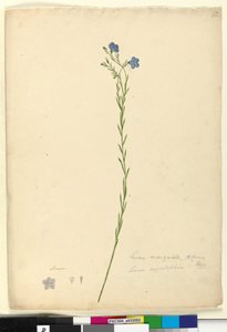 Seite 52. Linum marginale von John William Lewin