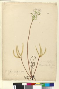 Seite 53. Drosera binata von John William Lewin