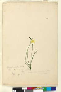 Seite 55. Hypoxis hygrometrica von John William Lewin