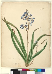 Seite 57. Dianella caerulea