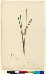 Seite 62. Xerotes Lomandra multiflora von John William Lewin
