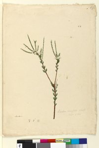 Seite 64. Baeckea densifolia