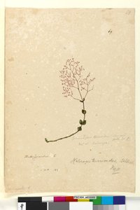 Seite 69. Gonocarpus teucrioides von John William Lewin
