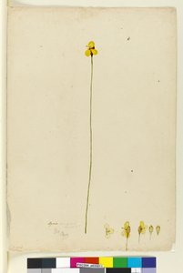 Seite 6. Xyris operculata, ca. 1803-06 von John William Lewin