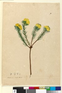 Seite 70. Pultenaea stipularis
