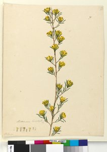 Seite 71. Pultenaea linophylla von John William Lewin