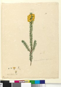 Seite 73. Dillwynia rubis?, ca. 1803-06 von John William Lewin