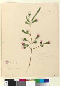 Seite 76. Darwinia fascicularis