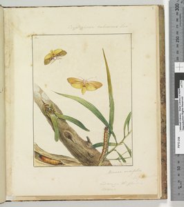 Seite 7. Pl.2 Cryptophasa Rebescens Lewin