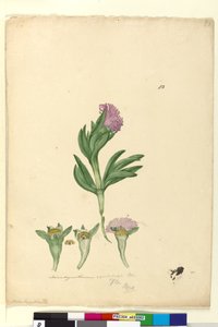 Seite 82. Mesembryanthemum aequilaterale von John William Lewin