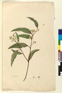 Seite 83. Eukalyptus