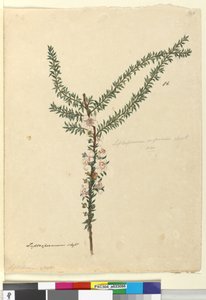 Seite 86. Leptospermum scoparium