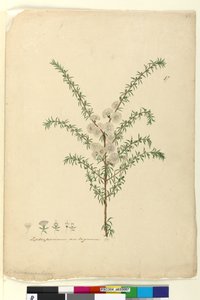Seite 87. Leptospermum ambiguum von John William Lewin