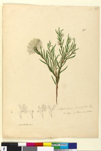 Seite 92. Melaleuca linariifolia von John William Lewin