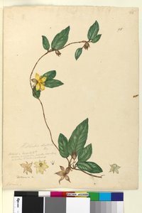 Seite 95. Hibbertia dentata