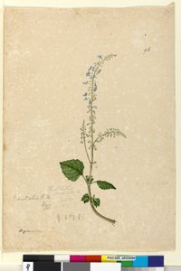 Seite 96. Plectranthus australis von John William Lewin