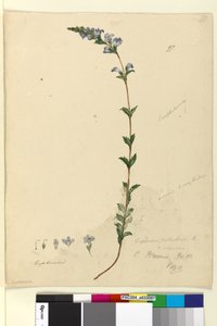 Seite 97. Euphrasia paludosa von John William Lewin