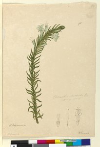 Seite 98. Chloanthes stoechadis