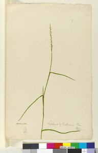 Seite 9. Lepturus cylindricus, ca. 1803-06 von John William Lewin