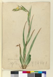 Phylidrum lanuginosum, ca. 1803-06